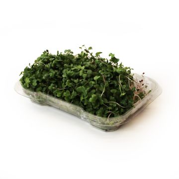 Organic Microgreens - Kale Microgreens