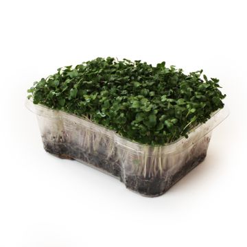 Organic Microgreens - Kale Microgreens