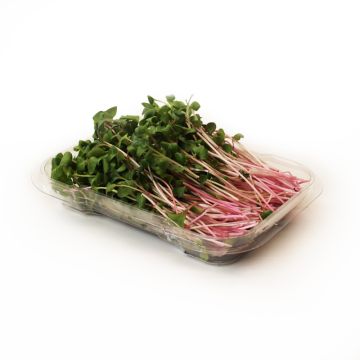 Organic  Sprouts Radish 