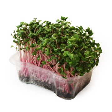 Organic Microgreens - Radish Microgreens