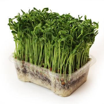 Organic Microgreens - Green Pea Microgreens