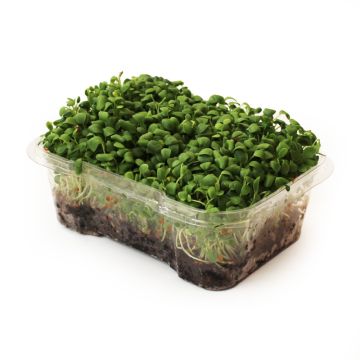 Organic Microgreens - Clover Microgreens