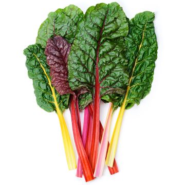 Organic Rainbow Chard