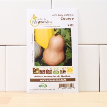 Organic seeds -  Butternut ponca baby squash